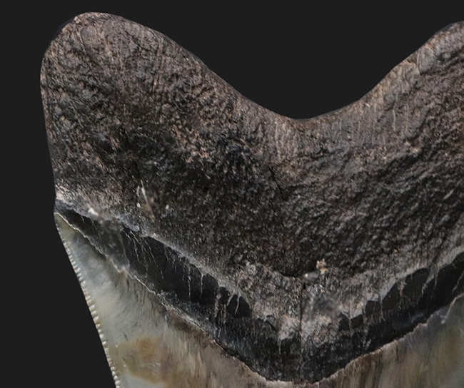 三拍子揃ったコレクショングレードの標本！見事な良形、ビッグサイズ、保存状態極めて良好な、メガロドンの歯化石（その9）