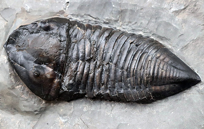 ユニークすぎるこの形にご注目!ナイアガラ大瀑布の近くで採集されたロチェスター頁岩の変わり種三葉虫、トリメルス・デルフィノセファルス(Trimerus delphinocephalus)(その1)