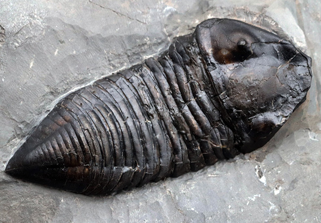 ユニークすぎるこの形にご注目!ナイアガラ大瀑布の近くで採集されたロチェスター頁岩の変わり種三葉虫、トリメルス・デルフィノセファルス(Trimerus delphinocephalus)(その6)