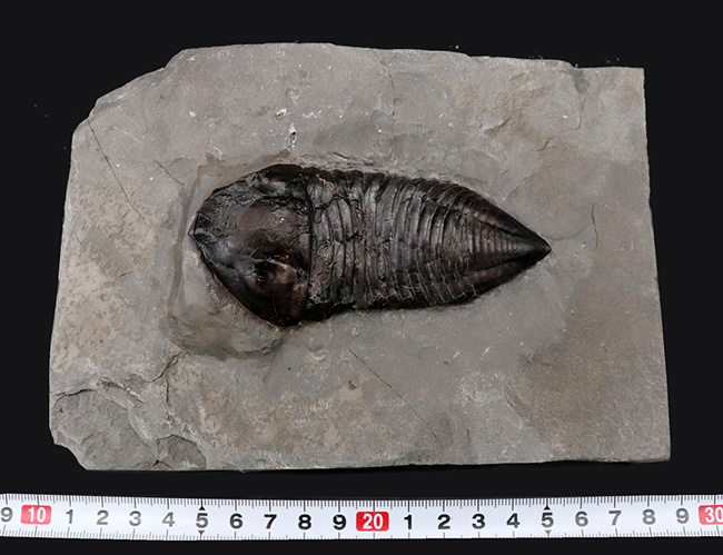 ユニークすぎるこの形にご注目!ナイアガラ大瀑布の近くで採集されたロチェスター頁岩の変わり種三葉虫、トリメルス・デルフィノセファルス(Trimerus delphinocephalus)(その8)