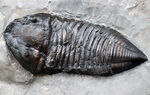 ユニークすぎるこの形にご注目！ナイアガラ大瀑布の近くで採集されたロチェスター頁岩の変わり種三葉虫、トリメルス・デルフィノセファルス（Trimerus delphinocephalus）