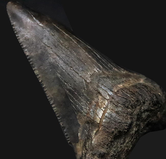 ダークカラー!ナチュラルであることが確認済み!古代の巨大肉食ザメ、メガロドン(Carcharocles megalodon)の歯化石(その1)