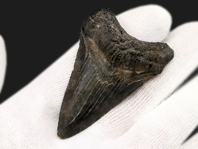 ダークカラー!ナチュラルであることが確認済み!古代の巨大肉食ザメ、メガロドン(Carcharocles megalodon)の歯化石(その2)