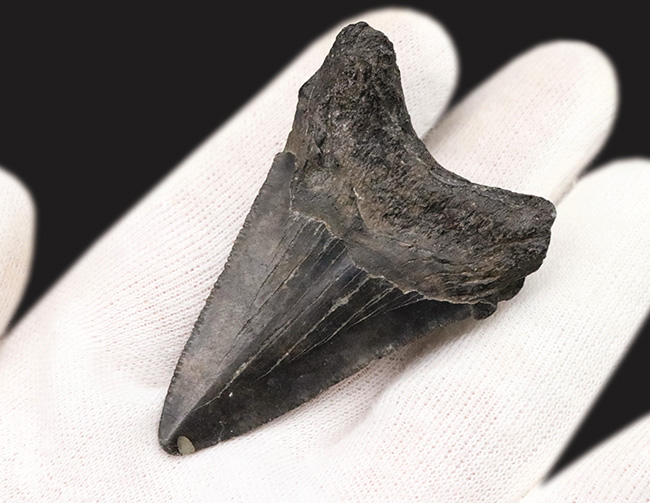 ダークカラー！ナチュラルであることが確認済み！古代の巨大肉食ザメ、メガロドン（Carcharocles megalodon）の歯化石（その3）