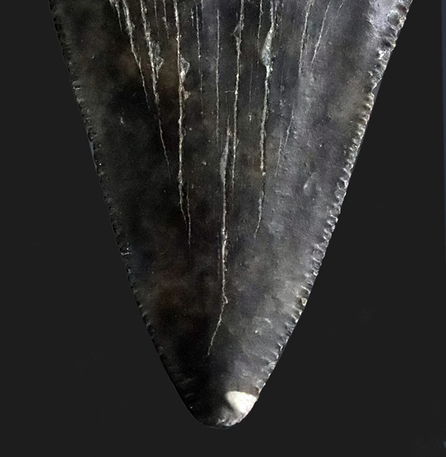 ダークカラー!ナチュラルであることが確認済み!古代の巨大肉食ザメ、メガロドン(Carcharocles megalodon)の歯化石(その4)