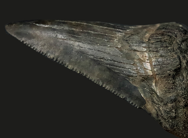 ダークカラー!ナチュラルであることが確認済み!古代の巨大肉食ザメ、メガロドン(Carcharocles megalodon)の歯化石(その5)