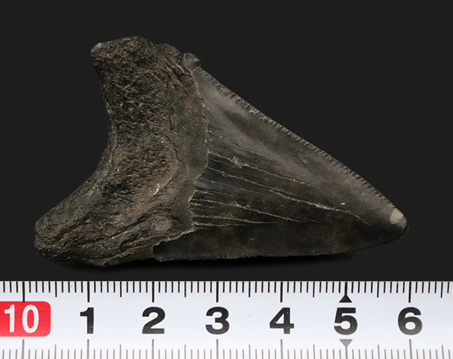 ダークカラー!ナチュラルであることが確認済み!古代の巨大肉食ザメ、メガロドン(Carcharocles megalodon)の歯化石(その6)