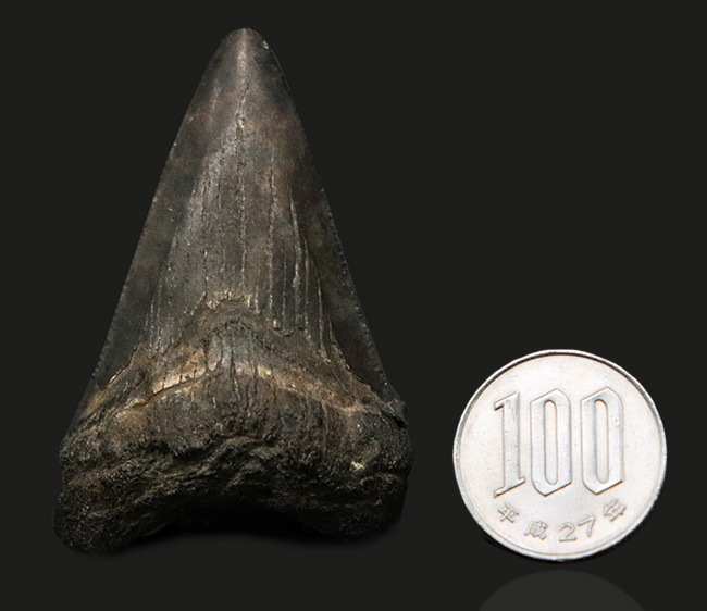 ダークカラー!ナチュラルであることが確認済み!古代の巨大肉食ザメ、メガロドン(Carcharocles megalodon)の歯化石(その7)