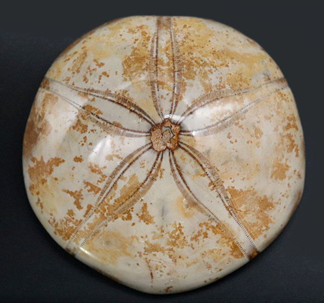 中生代ジュラ紀を代表するウニ化石、クリピーステロイド（Clypeasteroid）の磨き化石（その2）