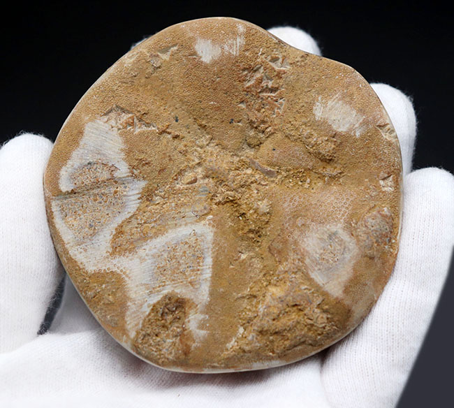 中生代ジュラ紀を代表するウニ化石、クリピーステロイド（Clypeasteroid）の磨き化石（その8）