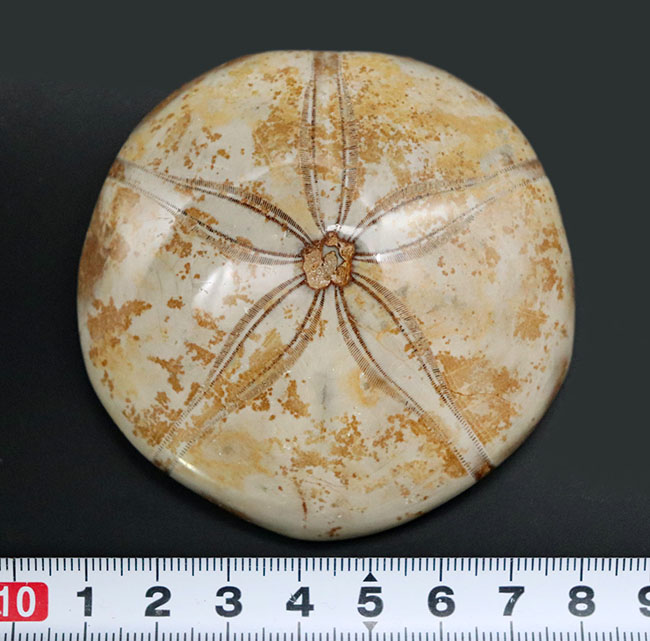 中生代ジュラ紀を代表するウニ化石、クリピーステロイド（Clypeasteroid）の磨き化石（その9）