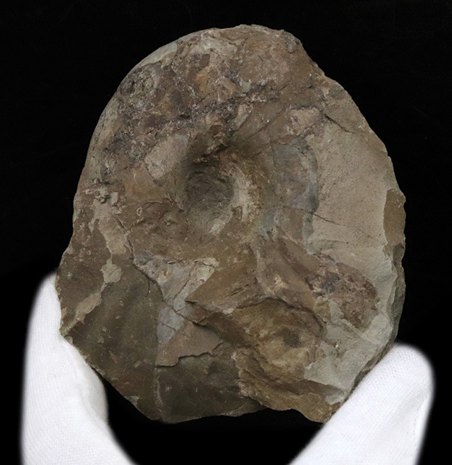 北海道幌加内産のアンモナイト、テトラゴニテス(Tetragonites)。露頭から取り出したばかりのような無骨な味わいをお楽しみください(その1)