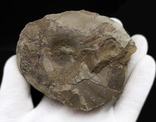 北海道幌加内産のアンモナイト、テトラゴニテス(Tetragonites)。露頭から取り出したばかりのような無骨な味わいをお楽しみください(その2)