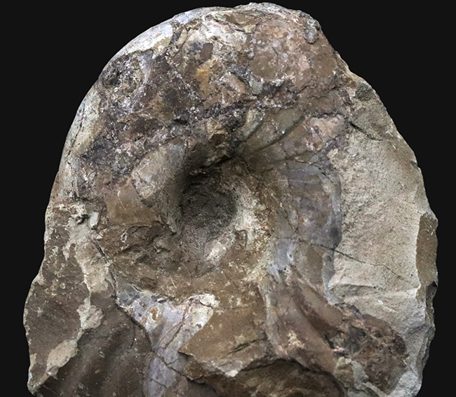 北海道幌加内産のアンモナイト、テトラゴニテス(Tetragonites)。露頭から取り出したばかりのような無骨な味わいをお楽しみください(その3)