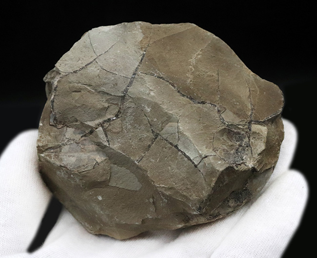 北海道幌加内産のアンモナイト、テトラゴニテス(Tetragonites)。露頭から取り出したばかりのような無骨な味わいをお楽しみください(その4)