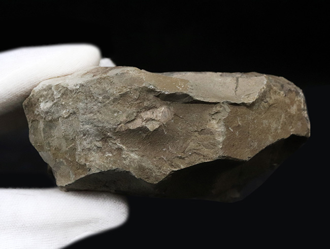 北海道幌加内産のアンモナイト、テトラゴニテス(Tetragonites)。露頭から取り出したばかりのような無骨な味わいをお楽しみください(その5)