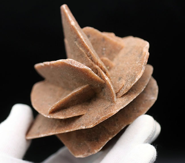 自然な作り上げた芸術品！良形の砂漠のバラ（Desert Rose）。ジプサム