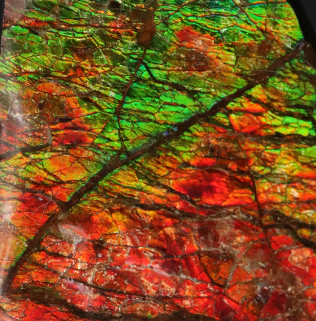 非常に鮮やかなグリーンとレッドを呈する、カナダ産のアンモライト(Ammolite)のピース(その2)