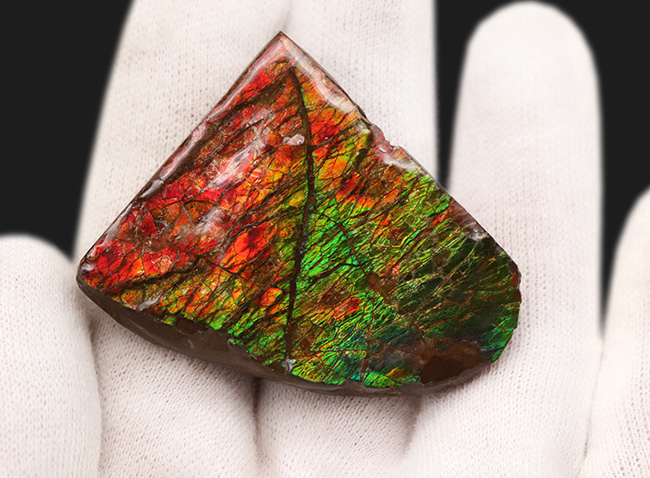 非常に鮮やかなグリーンとレッドを呈する、カナダ産のアンモライト(Ammolite)のピース(その3)