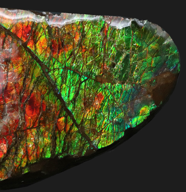 非常に鮮やかなグリーンとレッドを呈する、カナダ産のアンモライト(Ammolite)のピース(その4)