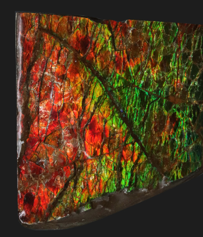非常に鮮やかなグリーンとレッドを呈する、カナダ産のアンモライト(Ammolite)のピース(その5)