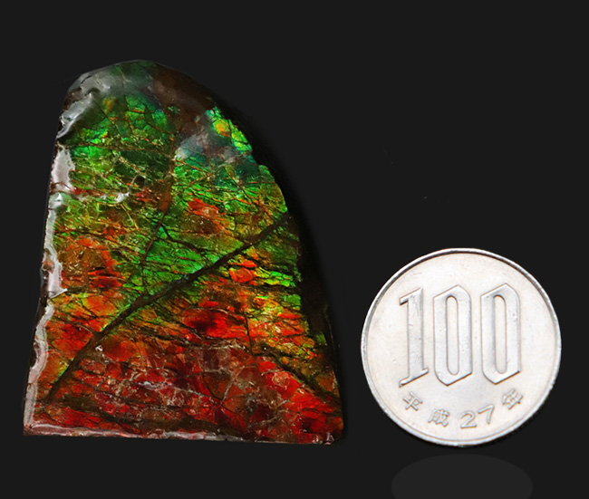 非常に鮮やかなグリーンとレッドを呈する、カナダ産のアンモライト(Ammolite)のピース(その9)