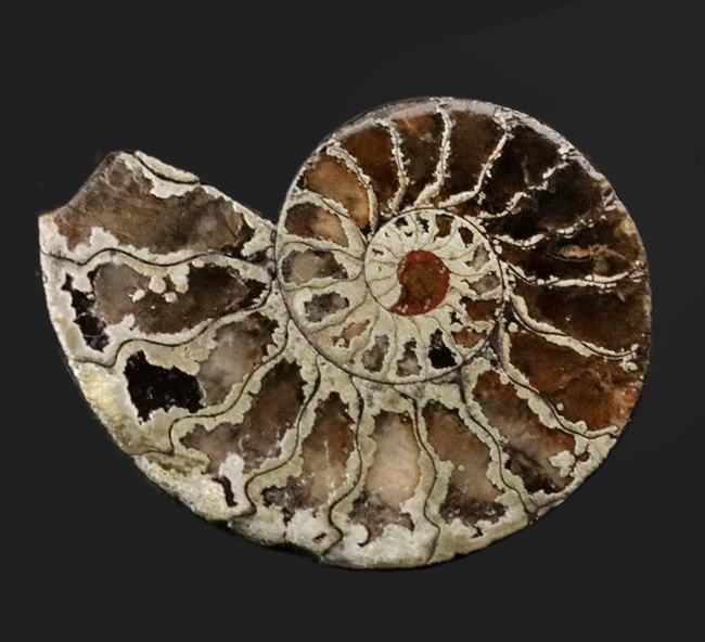 フランス、ル・クラピエ産、ハーフカットでパイライト！小ぶりながら上質。黄鉄鉱化したアンモナイト（Ammonite）（その1）