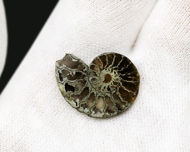 フランス、ル・クラピエ産、ハーフカットでパイライト！小ぶりながら上質。黄鉄鉱化したアンモナイト（Ammonite）（その2）