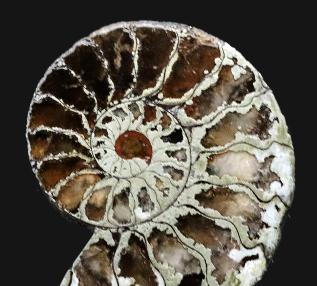 フランス、ル・クラピエ産、ハーフカットでパイライト！小ぶりながら上質。黄鉄鉱化したアンモナイト（Ammonite）（その3）
