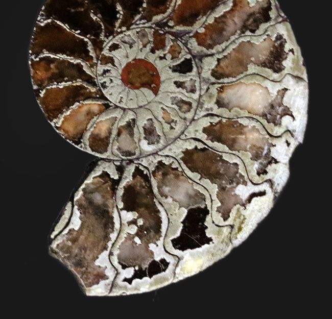 フランス、ル・クラピエ産、ハーフカットでパイライト！小ぶりながら上質。黄鉄鉱化したアンモナイト（Ammonite）（その4）