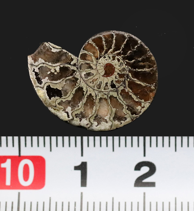 フランス、ル・クラピエ産、ハーフカットでパイライト！小ぶりながら上質。黄鉄鉱化したアンモナイト（Ammonite）（その6）