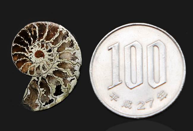 フランス、ル・クラピエ産、ハーフカットでパイライト！小ぶりながら上質。黄鉄鉱化したアンモナイト（Ammonite）（その7）
