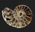 フランス、ル・クラピエ産、ハーフカットでパイライト！小ぶりながら上質。黄鉄鉱化したアンモナイト（Ammonite）