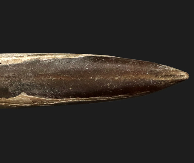 全形が立体的に保存された珍しい標本、ロシア・モスクワ産の