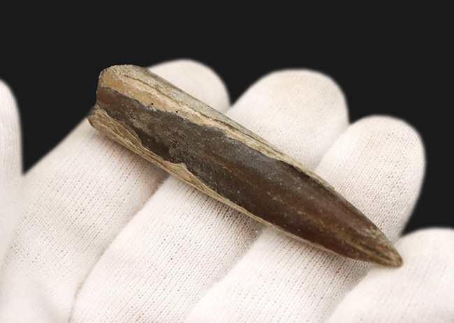 化石　ベレムナイト　特大　美麗標本　希少 全形が立体的に保存された珍しい標本、ロシア・モスクワ産の