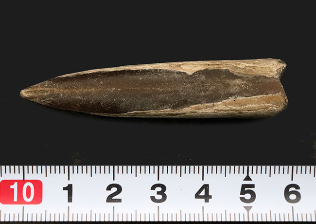 化石　ベレムナイト　特大　美麗標本　希少 全形が立体的に保存された珍しい標本、ロシア・モスクワ産の