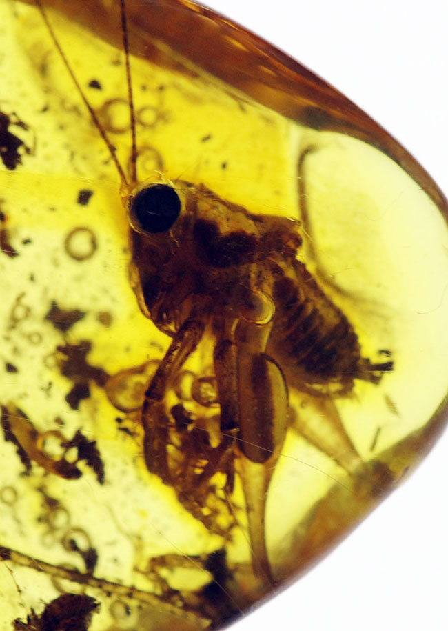 ベリーレア、かつ、ビッグサイズ！太い脚をしたコオロギ科の虫が閉じ込められたバルティックアンバー（バルト海産の琥珀）。約４０００万年前の樹林帯の樹脂が起源（その1）