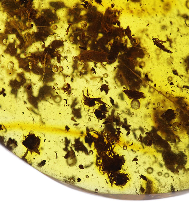 ベリーレア、かつ、ビッグサイズ！太い脚をしたコオロギ科の虫が閉じ込められたバルティックアンバー（バルト海産の琥珀）。約４０００万年前の樹林帯の樹脂が起源（その10）