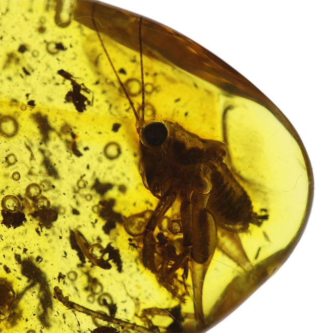 ベリーレア、かつ、ビッグサイズ！太い脚をしたコオロギ科の虫が閉じ込められたバルティックアンバー（バルト海産の琥珀）。約４０００万年前の樹林帯の樹脂が起源（その12）