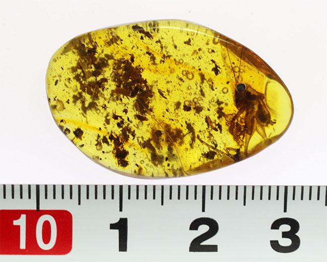 ベリーレア、かつ、ビッグサイズ！太い脚をしたコオロギ科の虫が包まれたバルティックアンバー（バルト海産の琥珀）。約４０００万年前の樹林帯の樹脂が起源（その13）