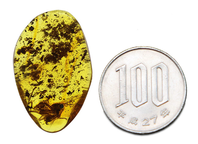 ベリーレア、かつ、ビッグサイズ！太い脚をしたコオロギ科の虫が包まれたバルティックアンバー（バルト海産の琥珀）。約４０００万年前の樹林帯の樹脂が起源（その14）