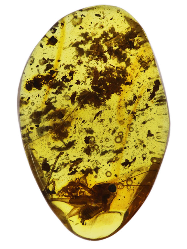 ベリーレア、かつ、ビッグサイズ！太い脚をしたコオロギ科の虫が閉じ込められたバルティックアンバー（バルト海産の琥珀）。約４０００万年前の樹林帯の樹脂が起源（その2）