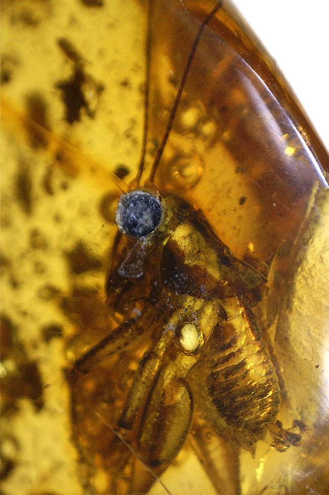 ベリーレア、かつ、ビッグサイズ！太い脚をしたコオロギ科の虫が閉じ込められたバルティックアンバー（バルト海産の琥珀）。約４０００万年前の樹林帯の樹脂が起源（その3）