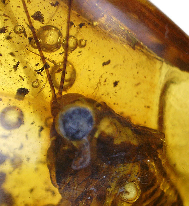 ベリーレア、かつ、ビッグサイズ！太い脚をしたコオロギ科の虫が閉じ込められたバルティックアンバー（バルト海産の琥珀）。約４０００万年前の樹林帯の樹脂が起源（その4）
