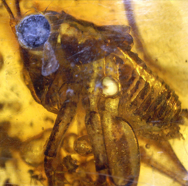 ベリーレア、かつ、ビッグサイズ！太い脚をしたコオロギ科の虫が包まれたバルティックアンバー（バルト海産の琥珀）。約４０００万年前の樹林帯の樹脂が起源（その5）