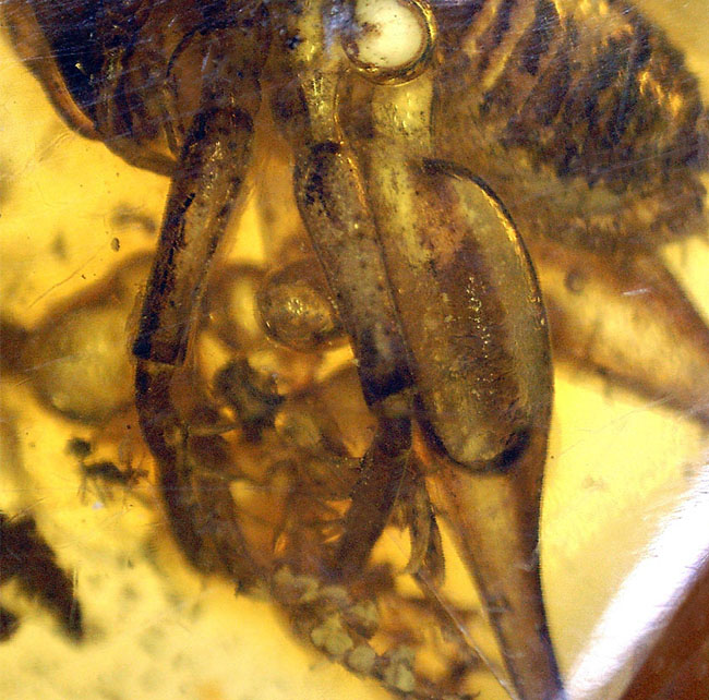 ベリーレア、かつ、ビッグサイズ！太い脚をしたコオロギ科の虫が閉じ込められたバルティックアンバー（バルト海産の琥珀）。約４０００万年前の樹林帯の樹脂が起源（その6）