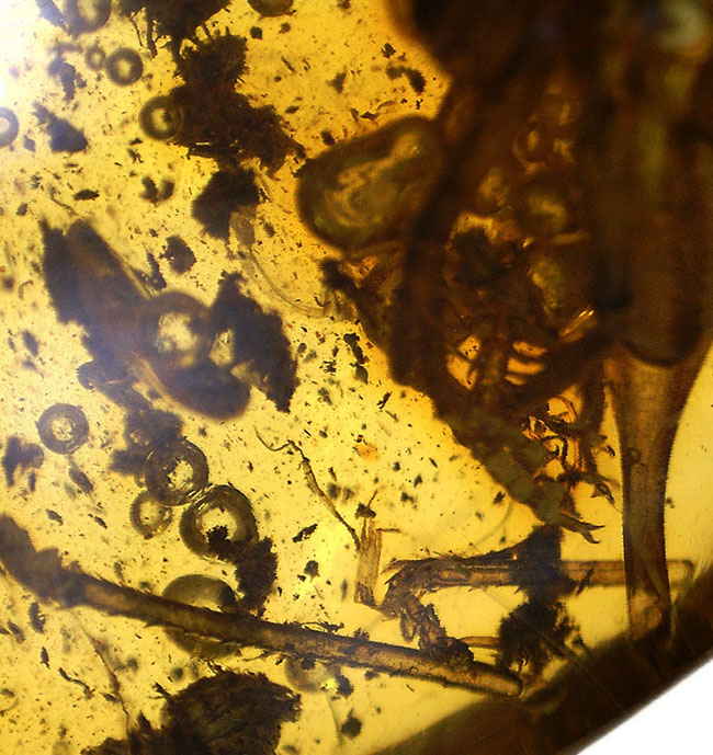 ベリーレア、かつ、ビッグサイズ！太い脚をしたコオロギ科の虫が閉じ込められたバルティックアンバー（バルト海産の琥珀）。約４０００万年前の樹林帯の樹脂が起源（その7）