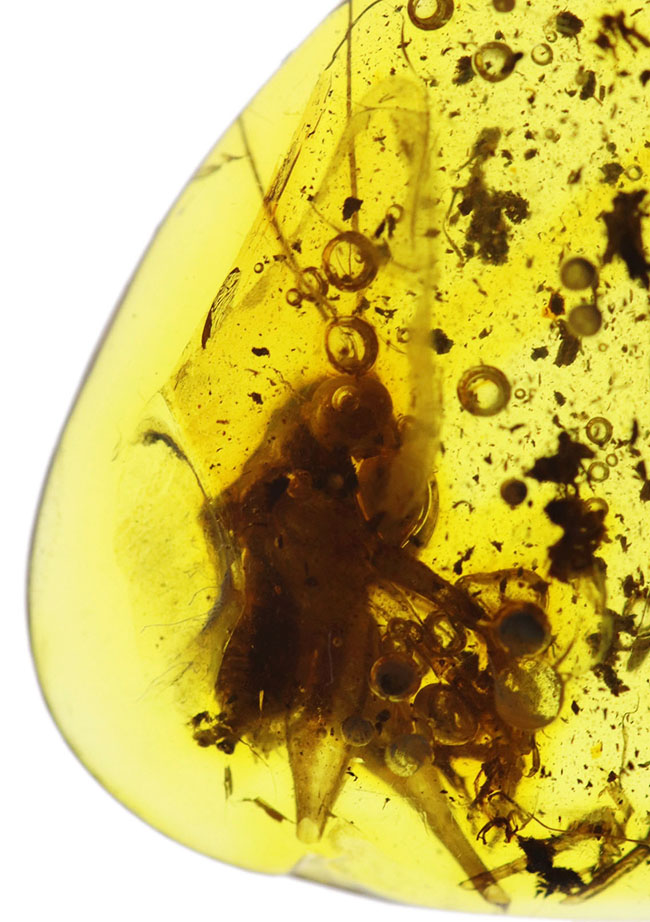 ベリーレア、かつ、ビッグサイズ！太い脚をしたコオロギ科の虫が閉じ込められたバルティックアンバー（バルト海産の琥珀）。約４０００万年前の樹林帯の樹脂が起源（その9）