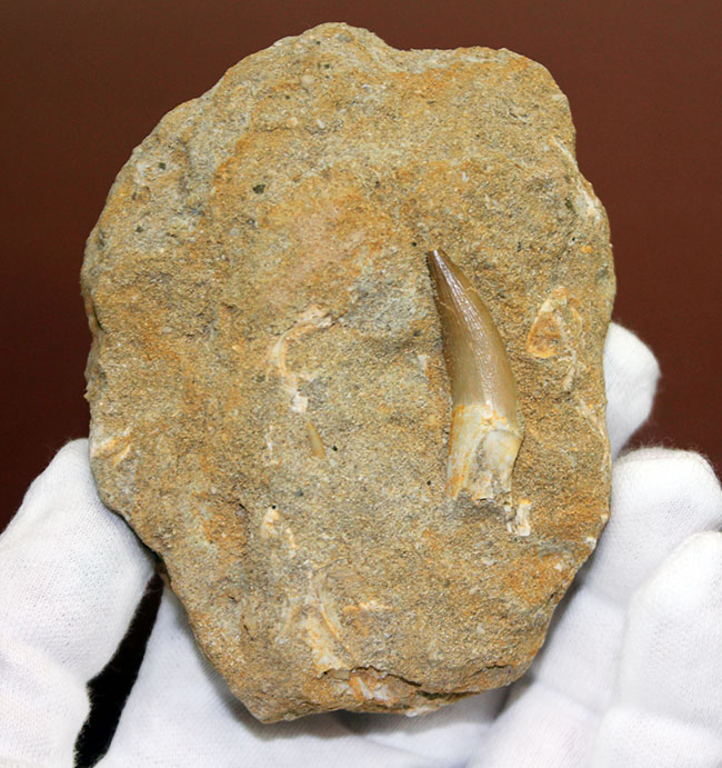 白亜紀の海生爬虫類、プレシオサウルス（Plesiosaurus sp.）の歯化石。母岩一体型。（その2）