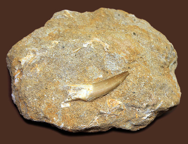 白亜紀の海生爬虫類、プレシオサウルス（Plesiosaurus sp.）の歯化石。母岩一体型。（その3）